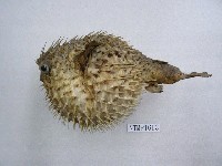 藏品(密斑二齒魨)的圖片